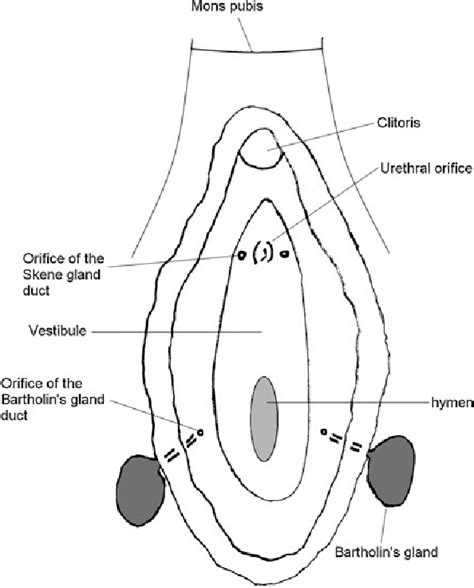 glândulas de bartholin e de skene|Bartholins gland